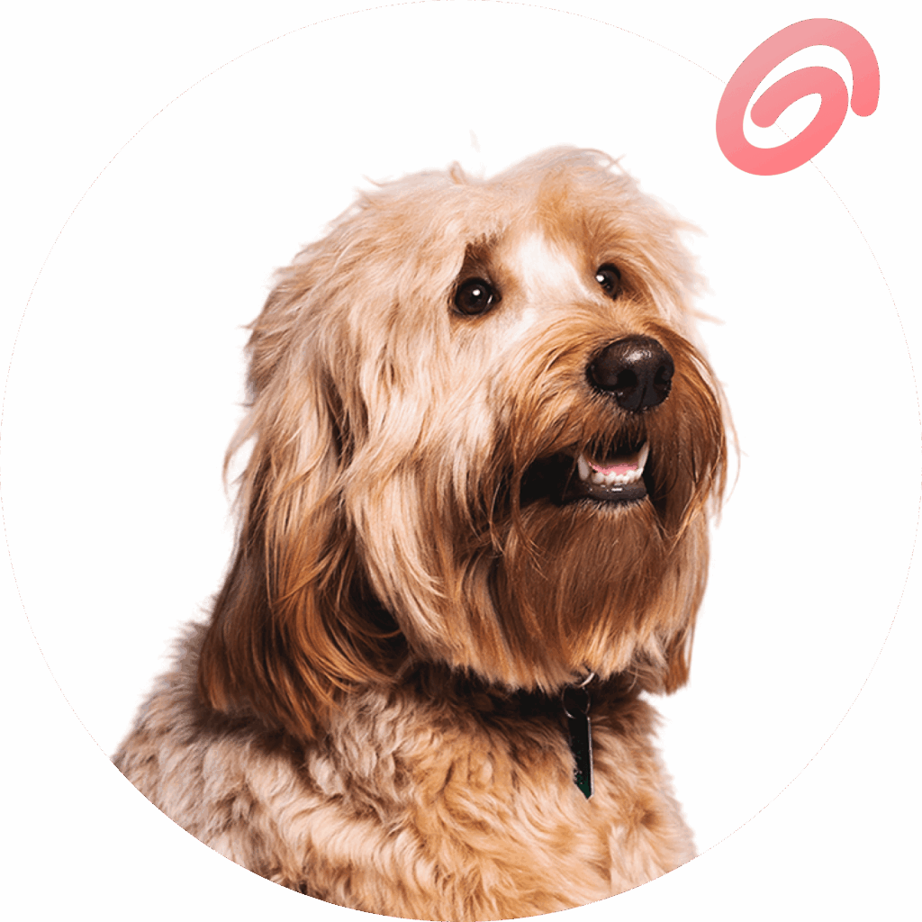Metilgen Understanding Goldendoodle Generations: F1, F1B, and Multigen Explained ...